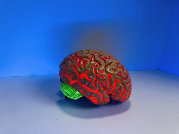 Model of brain